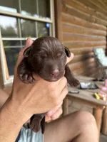 Dove , a female Labrador Retriever for sale in Leasburg, MO – 2 of 5