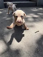 Rose, a female Labrador Retriever for sale in Leasburg, MO – 4 of 4
