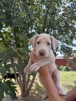 Brut, a male Labrador Retriever for sale in Leasburg, MO – 1 of 5