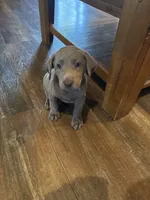 HIHOoo Silver , a female Labrador Retriever for sale in Leasburg, MO – 3 of 6