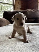 Candy, a female Labrador Retriever for sale in Leasburg, MO – 3 of 9