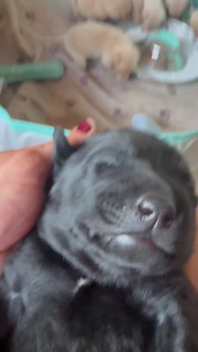 Ella , a female Labrador Retriever for sale in Leasburg, MO – 2 of 2