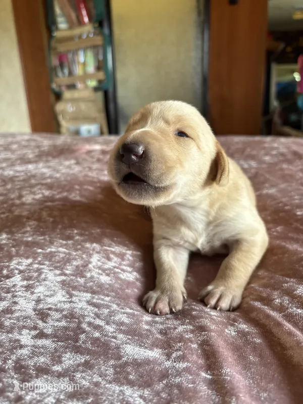 Morgan – Labrador Retriever puppy for sale in Leasburg, MO