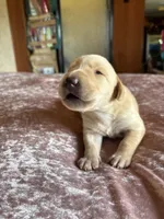 Morgan, a male Labrador Retriever for sale in Leasburg, MO – 1 of 3