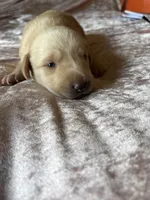 Morgan, a male Labrador Retriever for sale in Leasburg, MO – 2 of 3