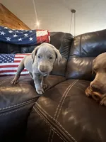 HIHOoo Silver , a female Labrador Retriever for sale in Leasburg, MO – 2 of 6
