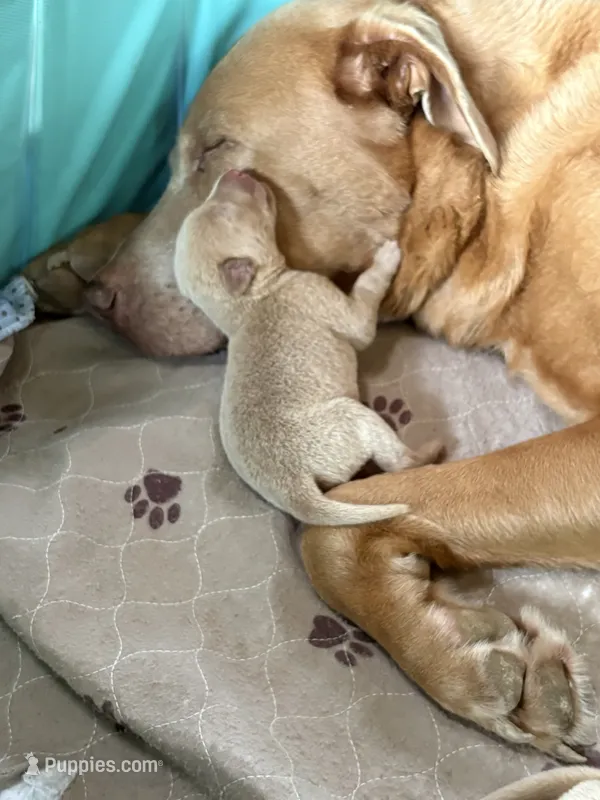 Jack – Labrador Retriever puppy for sale in Leasburg, MO