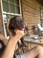 Dove , a female Labrador Retriever for sale in Leasburg, MO – 3 of 5