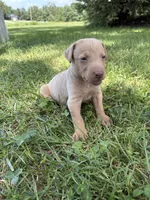 Rose, a female Labrador Retriever for sale in Leasburg, MO – 3 of 4