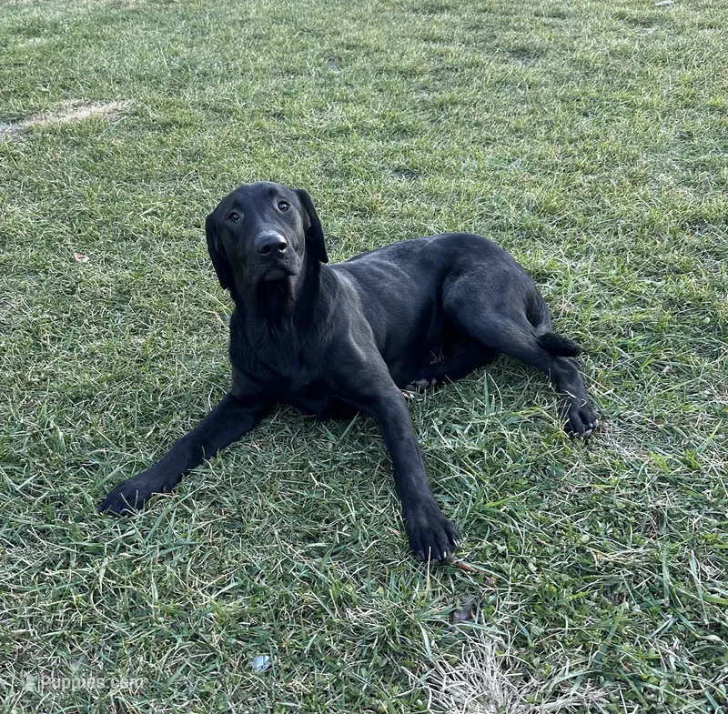 Princess Pup upcoming litter – Labrador Retriever puppy for sale in Leasburg, MO