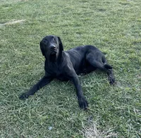 Princess Pup upcoming litter, a  Labrador Retriever for sale in Leasburg, MO – 1 of 2