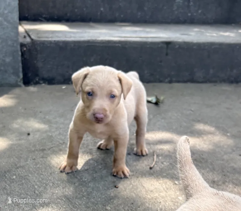 Rose – Labrador Retriever puppy for sale in Leasburg, MO