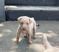 Rose, a female Labrador Retriever for sale in Leasburg, MO – 1 of 4