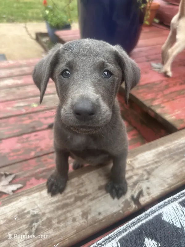 Kingsford – Labrador Retriever puppy for sale in Leasburg, MO