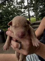 Rose, a female Labrador Retriever for sale in Leasburg, MO – 2 of 6