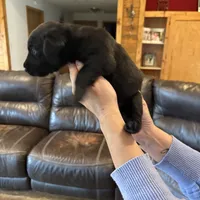 Luke, a male Labrador Retriever for sale in Leasburg, MO – 6 of 8