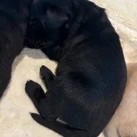 Luke, a male Labrador Retriever for sale in Leasburg, MO – 5 of 8