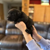 Luke, a male Labrador Retriever for sale in Leasburg, MO – 2 of 8