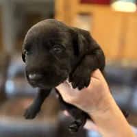 Luke, a male Labrador Retriever for sale in Leasburg, MO – 1 of 8