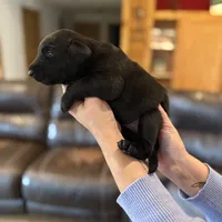 Luke, a male Labrador Retriever for sale in Leasburg, MO – 4 of 8