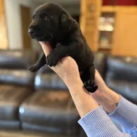 Luke, a male Labrador Retriever for sale in Leasburg, MO – 3 of 8