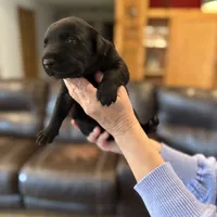 Luke, a male Labrador Retriever for sale in Leasburg, MO – 8 of 8
