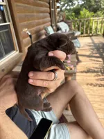 Dove , a female Labrador Retriever for sale in Leasburg, MO – 4 of 5