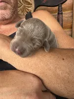 HIHOoo Silver , a female Labrador Retriever for sale in Leasburg, MO – 4 of 5