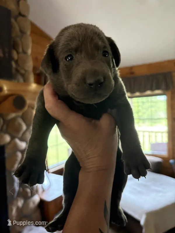 Kingsford – Labrador Retriever puppy for sale in Leasburg, MO