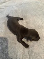 Hershey , a male Labrador Retriever for sale in Leasburg, MO – 3 of 5