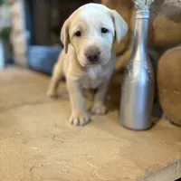 Ellie, a female Labrador Retriever for sale in Leasburg, MO – 8 of 8
