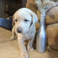 Ellie, a female Labrador Retriever for sale in Leasburg, MO – 2 of 8
