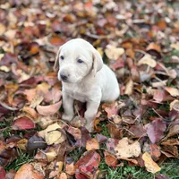 Ellie, a female Labrador Retriever for sale in Leasburg, MO – 3 of 8
