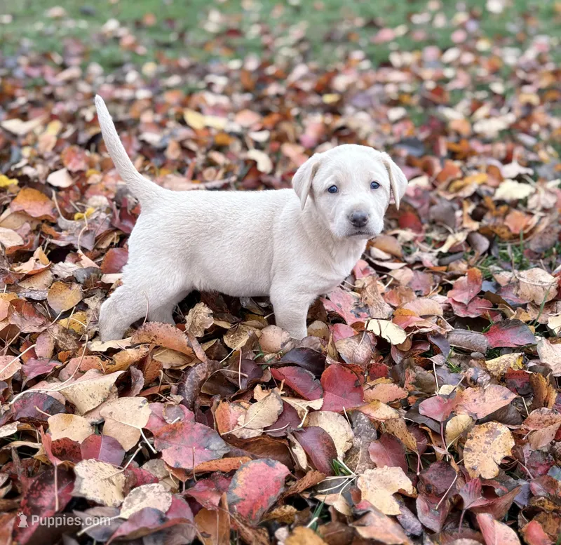Ellie – Labrador Retriever puppy for sale in Leasburg, MO