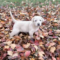 Ellie, a female Labrador Retriever for sale in Leasburg, MO – 1 of 8