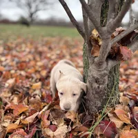 Ellie, a female Labrador Retriever for sale in Leasburg, MO – 6 of 8
