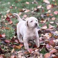 Ellie, a female Labrador Retriever for sale in Leasburg, MO – 4 of 8