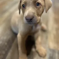 Lily, a female Labrador Retriever for sale in Leasburg, MO – 4 of 10