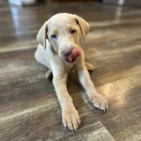 Lily, a female Labrador Retriever for sale in Leasburg, MO – 9 of 10