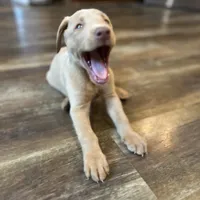 Lily, a female Labrador Retriever for sale in Leasburg, MO – 5 of 10