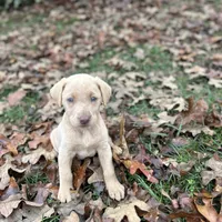 Lily, a female Labrador Retriever for sale in Leasburg, MO – 7 of 10