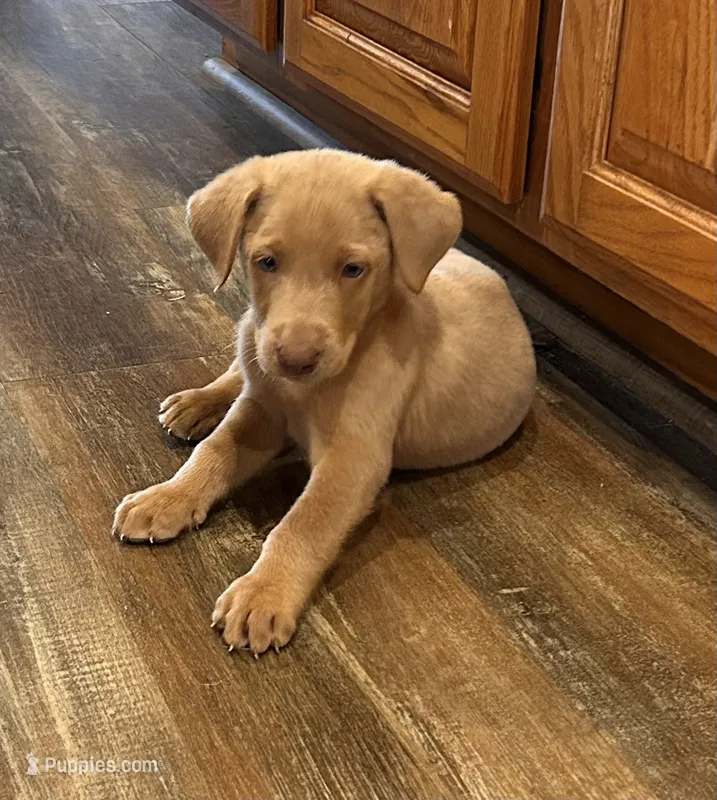 Lily – Labrador Retriever puppy for sale in Leasburg, MO