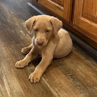 Lily, a female Labrador Retriever for sale in Leasburg, MO – 1 of 10