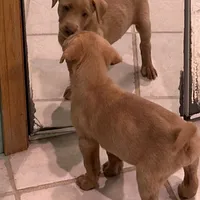 Lily, a female Labrador Retriever for sale in Leasburg, MO – 2 of 10