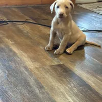 Lily, a female Labrador Retriever for sale in Leasburg, MO – 10 of 10