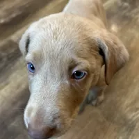 Lily, a female Labrador Retriever for sale in Leasburg, MO – 8 of 10