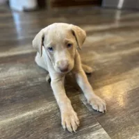 Lily, a female Labrador Retriever for sale in Leasburg, MO – 6 of 10
