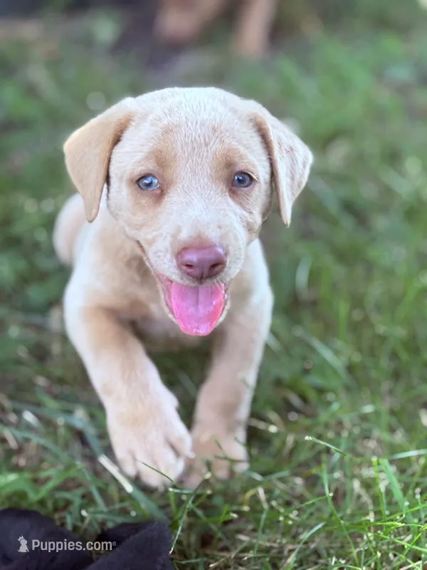 Jack – Labrador Retriever puppy for sale in Leasburg, MO