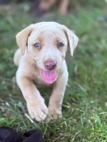 Jack, a male Labrador Retriever for sale in Leasburg, MO – 1 of 8