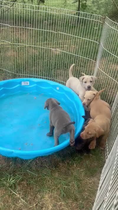 Brut, a male Labrador Retriever for sale in Leasburg, MO – 5 of 5